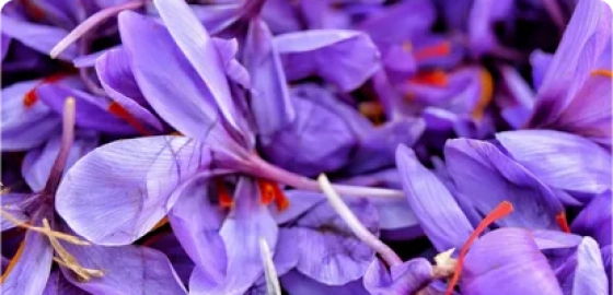 عرق بیدمشک زعفرانی