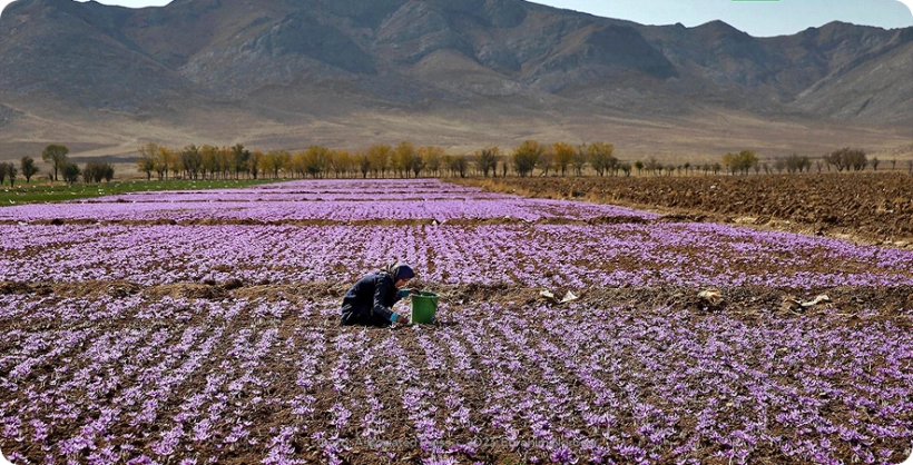 زعفران، طلای سرخ ایران